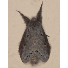 /filer/webapps/moths/media/images/C/cinerea_Haplopacha_AM_Heynsd.jpg