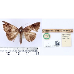 /filer/webapps/moths/media/images/C/conjunctura_Ophiusa_HT_BMNH.jpg