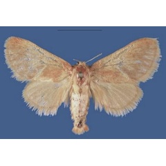 /filer/webapps/moths/media/images/M/mbalaensis_Lukeniana_PTF_NMK.jpg