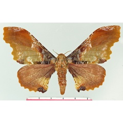 /filer/webapps/moths/media/images/M/martinae_Micragone_AF_Basquin.jpg