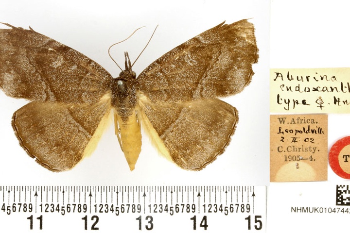 /filer/webapps/moths/media/images/E/endoxantha_Aburina_HT_BMNH.jpg