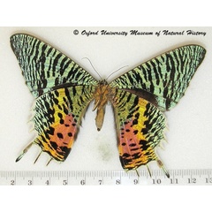 /filer/webapps/moths/media/images/C/croesus_Chrysiridia_A_OUMNHb_01.jpg