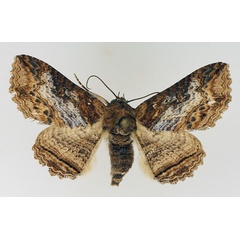 /filer/webapps/moths/media/images/S/scandulata_Pericyma_AF_TMSA_01.jpg