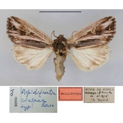 /filer/webapps/moths/media/images/C/cinerea_Aspidifrontia_HT_RMCA.jpg