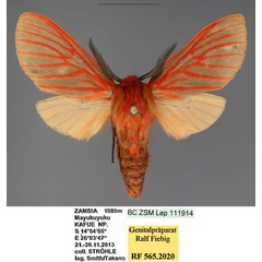 /filer/webapps/moths/media/images/S/smithi_Metarctia_PTM_ZSMa.jpg