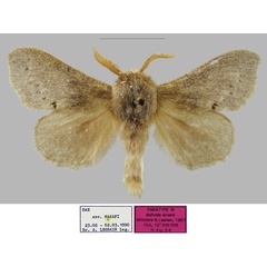 /filer/webapps/moths/media/images/L/larseni_Bufoidia_PTM_RBINSa.jpg