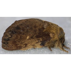 /filer/webapps/moths/media/images/B/barbarae_Pseudometa_PTM_Prozorov_01.jpg