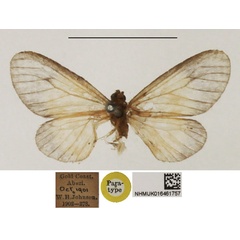 /filer/webapps/moths/media/images/E/euryphaea_Staphylinochrous_PT_NHMUK.jpg