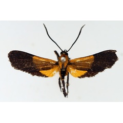 /filer/webapps/moths/media/images/S/setioides_Netrocera_AM_TMSA.jpg