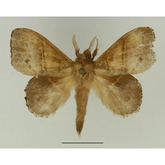 /filer/webapps/moths/media/images/M/marginepunctata_Leipoxais_AM_Basquin_03.jpg