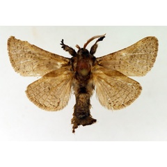 /filer/webapps/moths/media/images/C/conspersa_Teragra_AM_TMSA_01.jpg