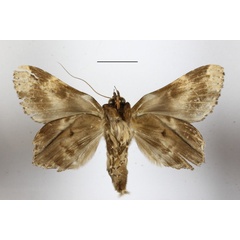 /filer/webapps/moths/media/images/E/eximia_Pseudotolna_AM_MGCLb_01.JPG