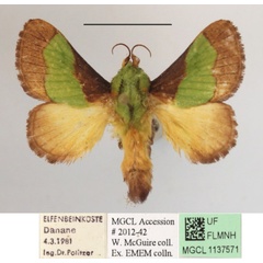 /filer/webapps/moths/media/images/T/trapezoidea_Parasa_A_MGCLa_01.JPG