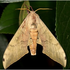 /filer/webapps/moths/media/images/P/postica_Pseudoclanis_A_Heyns_02.jpg