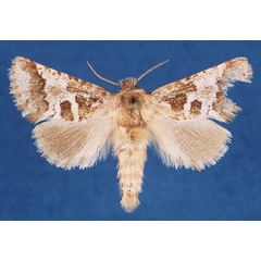 /filer/webapps/moths/media/images/A/albitorquata_Arbelodes_AF_TMSA_23Bgk5e.jpg