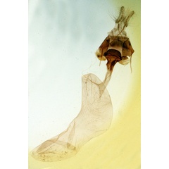 /filer/webapps/moths/media/images/S/splendens_Epicausis_GFHT_MNHN_4216.jpg