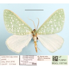 /filer/webapps/moths/media/images/H/horitropha_Prosomphax_A_MGCLa_01.JPG