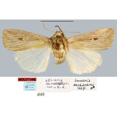 /filer/webapps/moths/media/images/D/dechambrei_Leucania_HT_MNHN.jpg