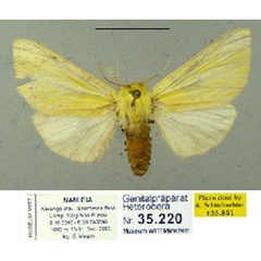 /filer/webapps/moths/media/images/T/triloris_Antheua_PTF_Schintlmeister_02.jpg