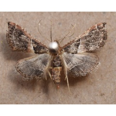 /filer/webapps/moths/media/images/C/consobrinalis_Endotricha_A_Butler.jpg