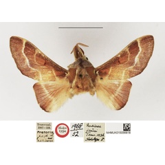 /filer/webapps/moths/media/images/J/jansei_Nadiasa_HT_NHMUK.jpg