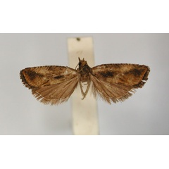 /filer/webapps/moths/media/images/P/percnochlaena_Olethreutes_HT_RMCA_01.jpg