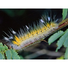 /filer/webapps/moths/media/images/C/clarki_Henometa_C_Roland.jpg