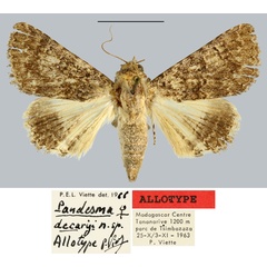 /filer/webapps/moths/media/images/D/decaryi_Pandesma_AT_MNHN.jpg