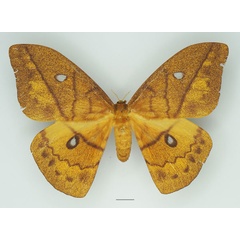 /filer/webapps/moths/media/images/I/imperator_Pseudantheraea_AF_Basquina.jpg