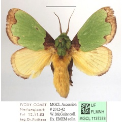 /filer/webapps/moths/media/images/U/urda_Latoia_A_MGCLa_02.jpg