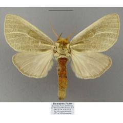 /filer/webapps/moths/media/images/C/cinerea_Antheua_AF_Schintlmeister.jpg