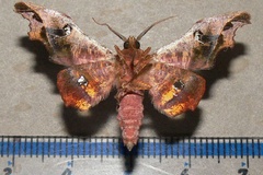 Dioptrochasma specularia