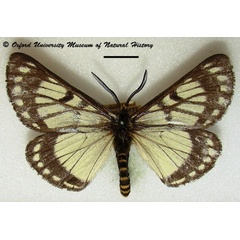 /filer/webapps/moths/media/images/F/fulvicincta_Sabalia_A_OUMNH_01.jpg