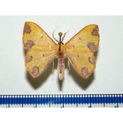 /filer/webapps/moths/media/images/R/rubrimaculata_Celidomphax_A_Goff_01.jpg