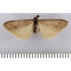 /filer/webapps/moths/media/images/V/vansoni_Entephrilema_AF_TMSA.jpg