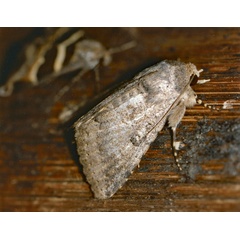 /filer/webapps/moths/media/images/R/robusta_Pandesma_A_Roland_01.jpg
