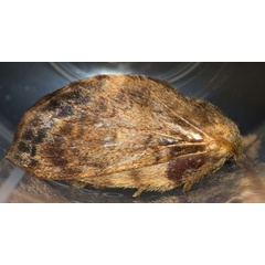 /filer/webapps/moths/media/images/B/barbarae_Pseudometa_PTF_Prozorov.jpg