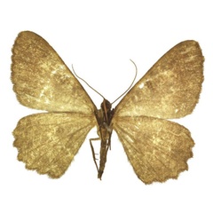 /filer/webapps/moths/media/images/A/albitrigonis_Afroracotis_AF_ANHRT.jpg