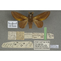 /filer/webapps/moths/media/images/P/pulchristriata_Cheligium_HT_OUMNHa_01.jpg