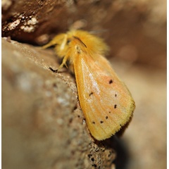 /filer/webapps/moths/media/images/P/punctulata_Laelia_A_Voaden_01.jpg