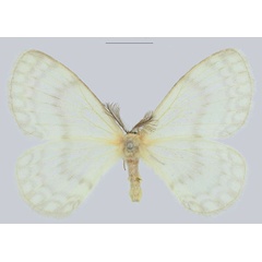 /filer/webapps/moths/media/images/A/anima_Pterocerota_HT_NHMUK.jpg