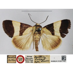 /filer/webapps/moths/media/images/Z/zelia_Acontia_HT_NHMUK.jpg