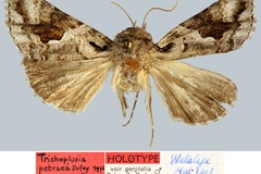 Vittaplusia petraea