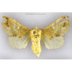 /filer/webapps/moths/media/images/M/myxa_Odontocheilopteryx_PLT_SNHM.jpg