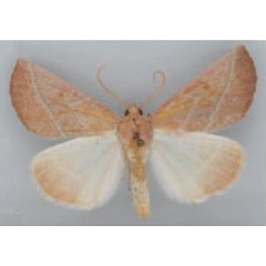 /filer/webapps/moths/media/images/E/exalbescens_Terpnostola_HT_TMSA.jpg