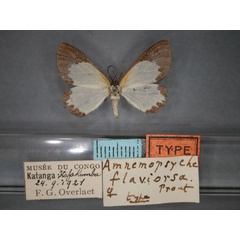 /filer/webapps/moths/media/images/F/flaviorsa_Terina_HT_RMCA_01.jpg