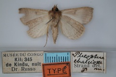 Plecoptera chalciope