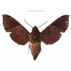 /filer/webapps/moths/media/images/B/bousqueti_Temnora_AF_EMEM.jpg