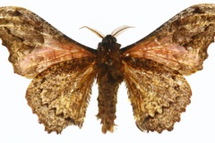 Mucidomorpha lichenodes