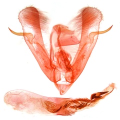 /filer/webapps/moths/media/images/R/rhigognostis_Athetis_GMHT_TMSA_13737.jpg